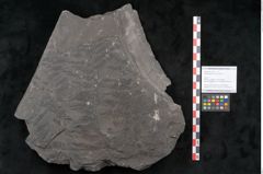 Foto (Objekt + Etikett) von Senftenbergia crenata Lindl. et H. (NHMW-GEO-2024-0188-10946)